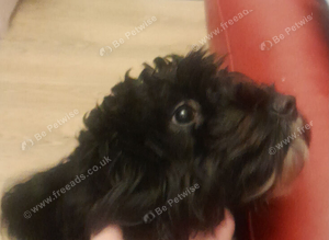Gorgeous 1 year old cockapoo