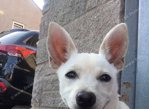Chihuahua