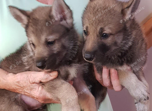 TAMASKAN PUPPIES PEDIGREE, REGISTERED AND EMBARKED