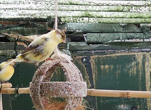 Budgies