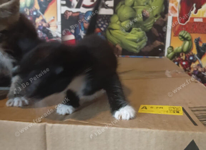 Kittens 6 weeks old
