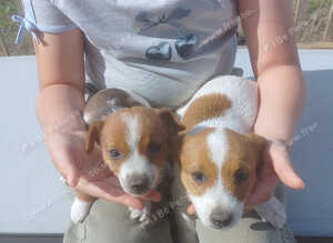 Jack russel puppys