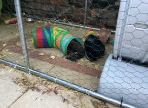 Mini rex