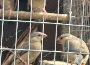 Fawn Java sparrow