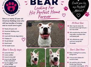 BEAR IS LOOKING FOR HIS FOREVER HOME!