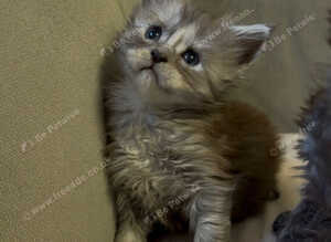 Large Maine coon kittens