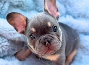 7 pure-bred Lilac and Chocolate Puppies