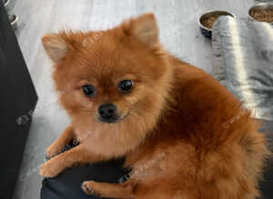 Small female Pomeranian