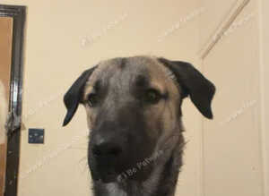 Turkish kangal x 10mth puppy