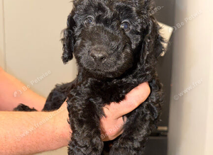 Cockapoo pups ready now