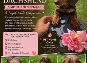 Amazing miniature dachshund for sale 6 months old