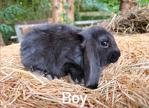 French lops