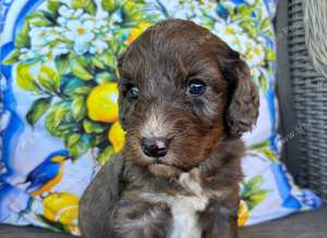 Stunning cockapoo puppies