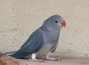 Mutation ringnecks