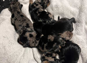 Stunning French x jack x daxi pups