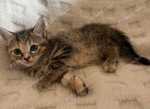 Kittens for sale blackpool