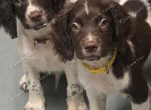 English Springer Spaniel puppies