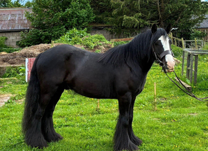 4 Yr Old Black Cob
