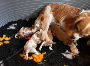 Cavalier King Charles spaniels