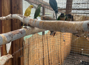 Green male Indian ring neck