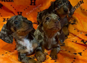 Dachshund puppies
