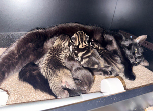 Kittens