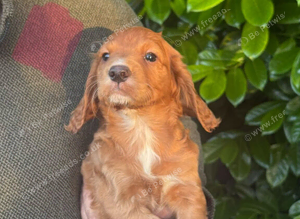 Beautiful Cocker Spaniel Puppies