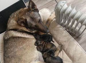 German Shepherd Puppies- Outstanding Quality & Loyal Companions