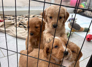 Beautiful Goldendoodle x puppies