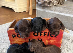 7 beautiful F1 cockapoo puppies