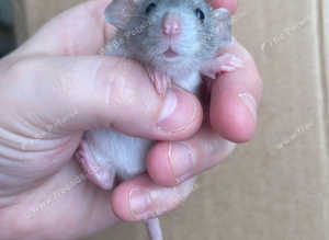 Rats looking for 5*homes only
