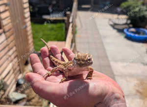 All reptile rescue