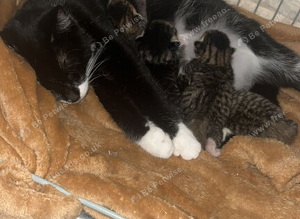 Tabby kittens