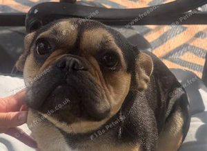 French bulldog girl