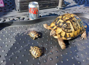 Swansea Hermann Tortoise Home