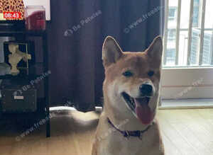 Shiba Inu needs new home