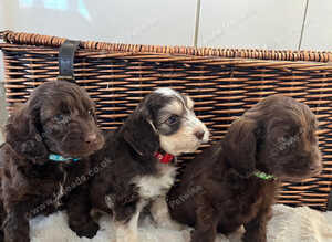 F1 Cockapoo Litter - 3 Boys Available