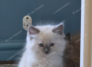 Stunning ragdoll kittens