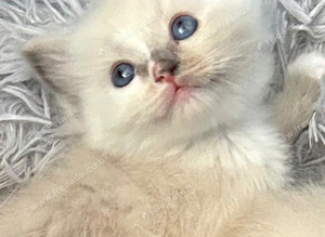 Ragdoll kittens