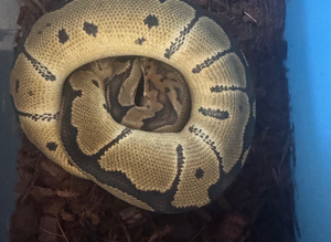 Royal pythons