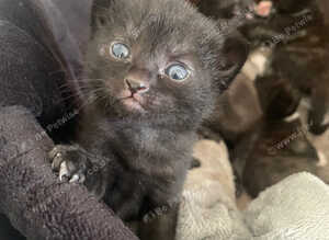 Kittens looking for a new home