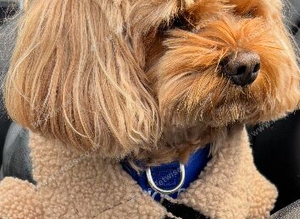 Cavapoo stud