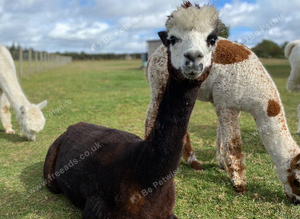 Alpaca non-breeding female