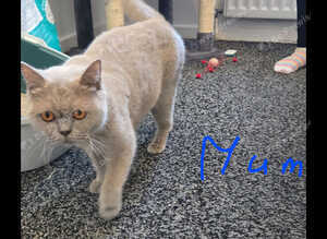 Beautiful British Shorthair Blue Kittens