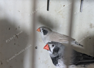 Zebra finches