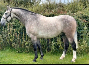 Stunning grey dun gelding