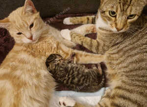 1Gorgeous Bengal x Kitten