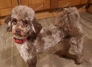 Chocolate Merle Poodle Available For Stud