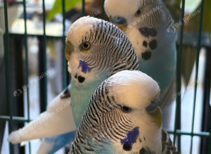 Budgies for sale
