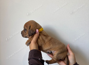 ONLY 2 LEFT cocker spaniel cross